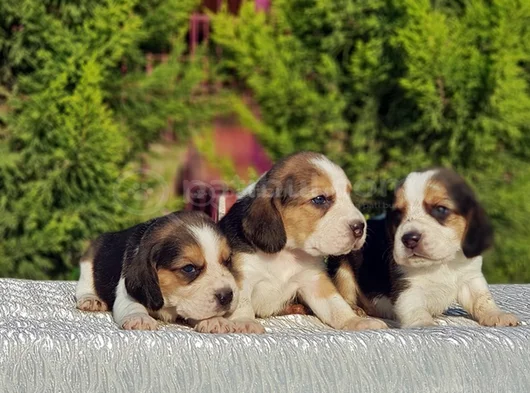 Beagle Yavrular Irkının En Güzelleri görsel
