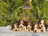 Beagle Yavrular Irkının En Güzelleri