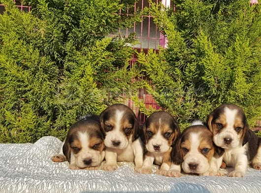 Beagle Yavrular Irkının En Güzelleri görsel