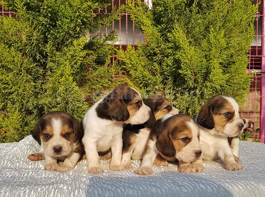 Beagle Yavrular Irkının En Güzelleri görsel