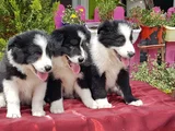 Border Collie Irkının En Güzelleri