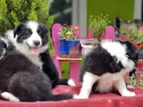 Border Collie Irkının En Güzelleri