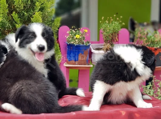 Border Collie Irkının En Güzelleri görsel