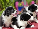 Border Collie Irkının En Güzelleri