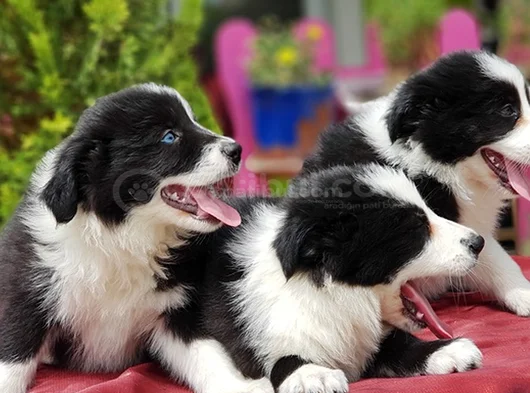 Border Collie Irkının En Güzelleri görsel