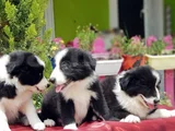 Border Collie Irkının En Güzelleri
