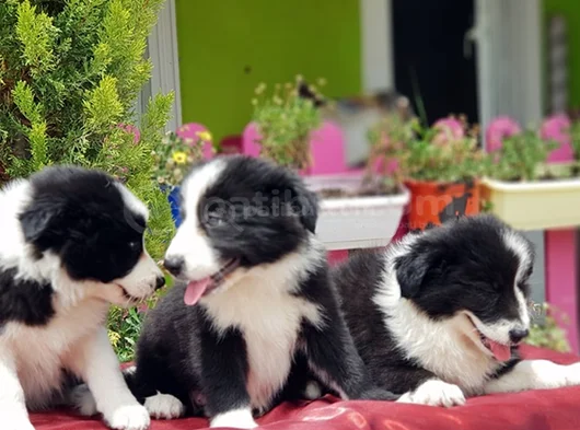 Border Collie Irkının En Güzelleri görsel