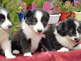 Border Collie Irkının En Güzelleri