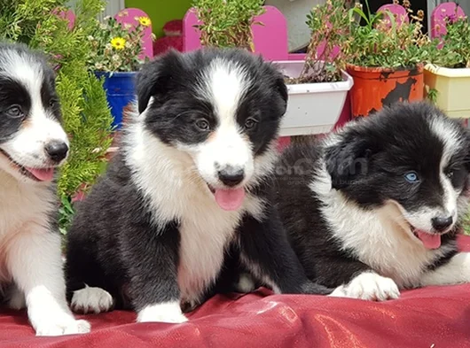 Border Collie Irkının En Güzelleri görsel