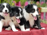 Border Collie Irkının En Güzelleri