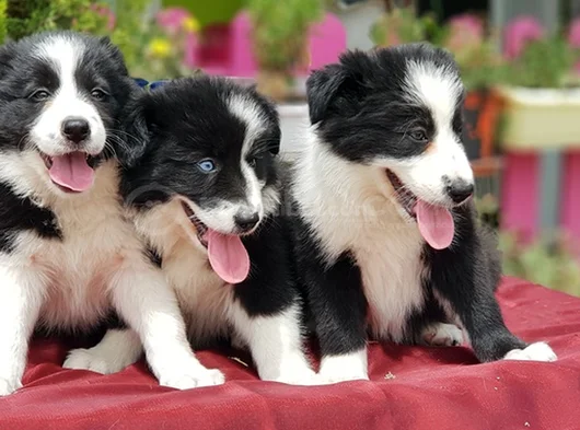 Border Collie Irkının En Güzelleri görsel