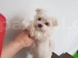 Mini Boy Maltese Terrier