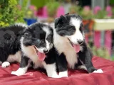 Border Collie Irkının En Güzelleri