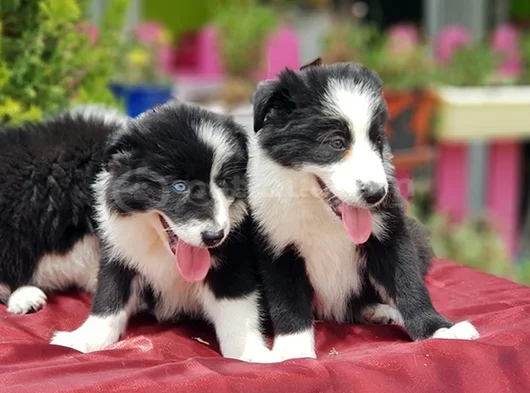 Border Collie Irkının En Güzelleri görsel