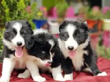 Border Collie Irkının En Güzelleri