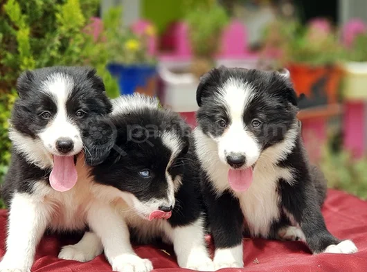 Border Collie Irkının En Güzelleri görsel