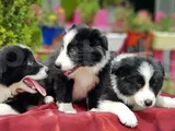 Border Collie Irkının En Güzelleri