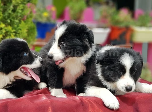 Border Collie Irkının En Güzelleri görsel