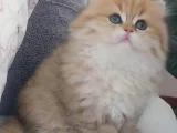 British Longhair Safkan Bebeklerimiz