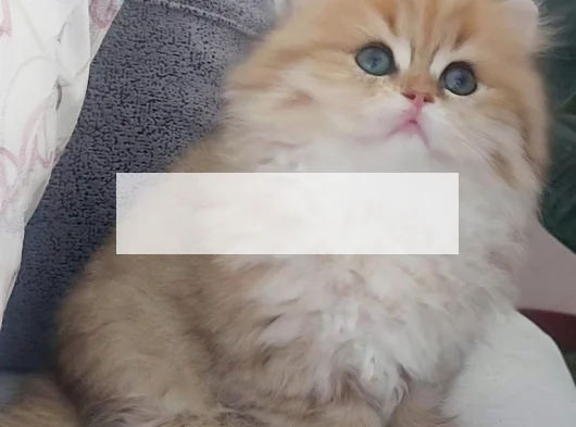 British Longhair Safkan Bebeklerimiz görsel