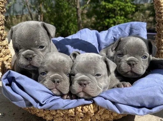 Gülen Yüz Blue Ve Lilac French Bebekler