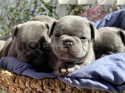 Gülen Yüz Blue Ve Lilac French Bebekler görsel