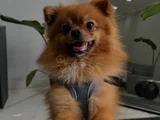 2 Yaşinda Pomeranian
