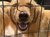 Golden Retriever Dişi