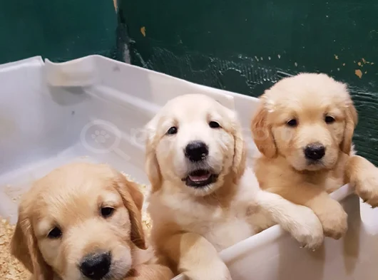Gerçek Bebek Yüz Golden Mi̇ Ariyorsunuz görsel