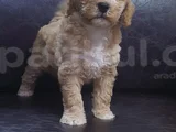 Kore Kan Orji̇nal A Kali̇te Malti̇poo Yavrular