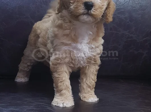 Kore Kan Orji̇nal A Kali̇te Malti̇poo Yavrular görsel