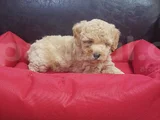 Kore Kan Orji̇nal A Kali̇te Malti̇poo Yavrular
