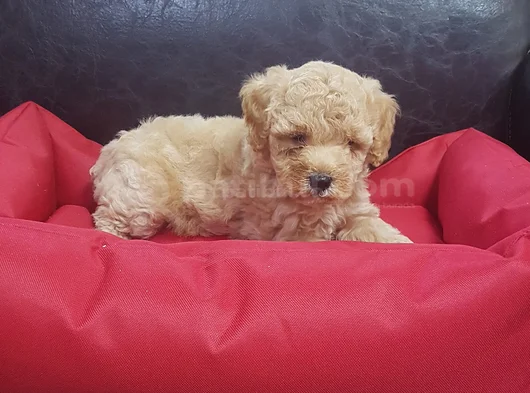 Kore Kan Orji̇nal A Kali̇te Malti̇poo Yavrular görsel