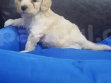 Kore Kan Orji̇nal A Kali̇te Malti̇poo Yavrular