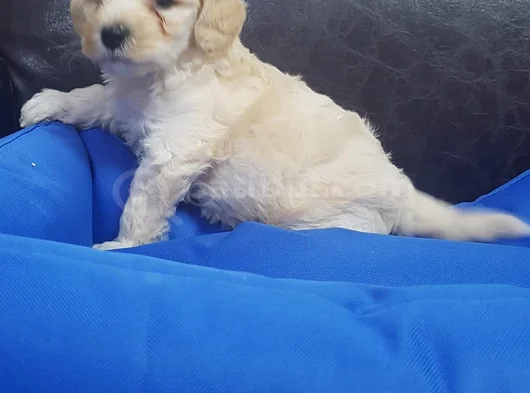 Kore Kan Orji̇nal A Kali̇te Malti̇poo Yavrular görsel
