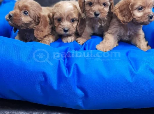 Anne Baba Orji̇nal Cockapoo Yavrular görsel