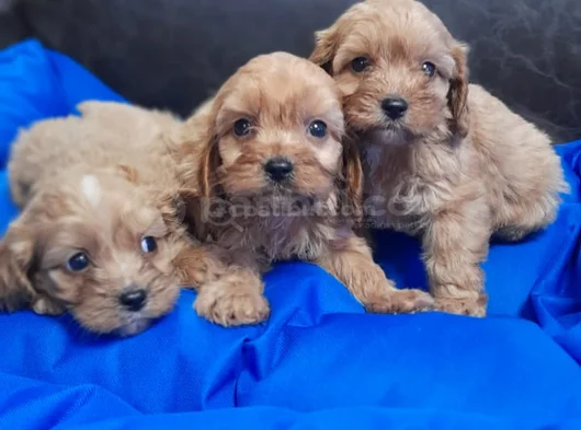 Anne Baba Orji̇nal Cockapoo Yavrular görsel