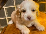 Minik Maltipoo Bebeğimiz