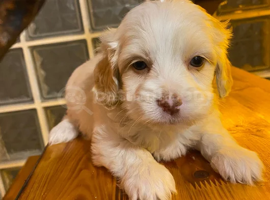 Minik Maltipoo Bebeğimiz görsel
