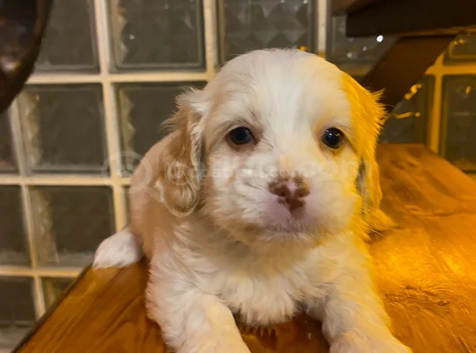 Minik Maltipoo Bebeğimiz görsel