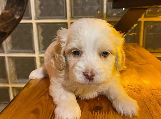 Minik Maltipoo Bebeğimiz görsel