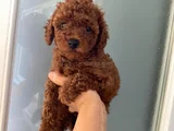 Wc Eğitimli Orjinal Poodle Yavrum