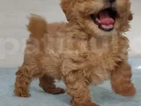 Kore Kan Orji̇nal A Kali̇te Malti̇poo Yavrular
