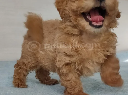 Kore Kan Orji̇nal A Kali̇te Malti̇poo Yavrular görsel
