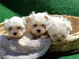 Kore Kan A Kali̇te Maltese Teri̇er Yavrular