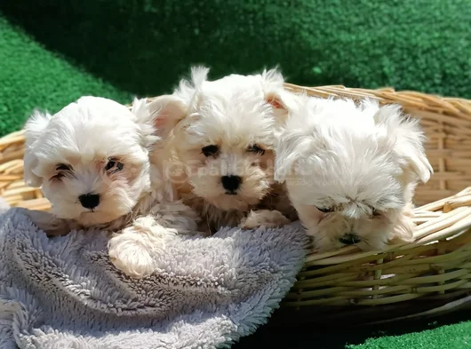 Kore Kan A Kali̇te Maltese Teri̇er Yavrular görsel