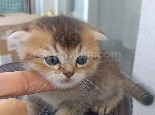 Oyuncu Cins Scottish Fold Yavrularım