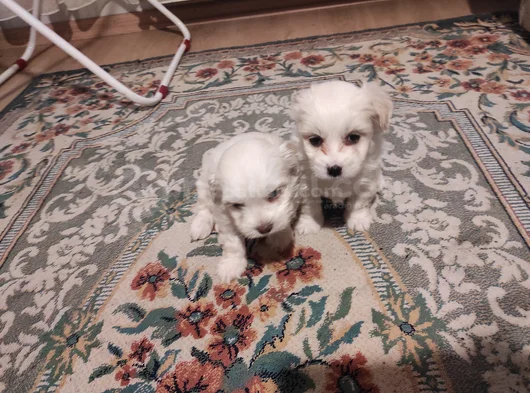 Xs Maltese Bebekler görsel