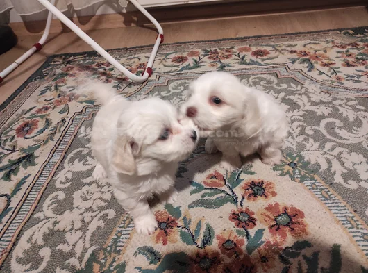 Xs Maltese Bebekler görsel