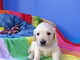 GERÇEK BEBEK YÜZ GOLDEN Mİ ARIYORSUNUZ